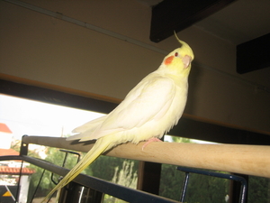 Nov-robfeest-pietje-chica-2008 201