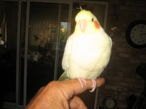 Nov-robfeest-pietje-chica-2008 205