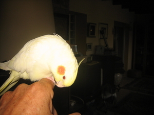 Nov-robfeest-pietje-chica-2008 206