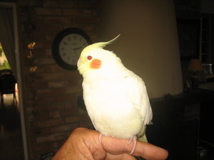 Nov-robfeest-pietje-chica-2008 207