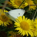 DSC01355