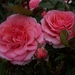 tuin_60
