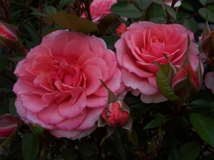 tuin_60