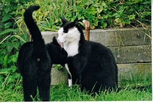 aug 99 anna en suske