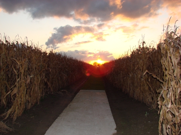 DSC4684-Talana Farm Cemetery - way to