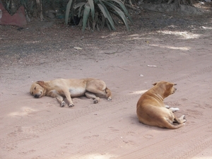 GAMBIA 2007 012