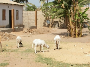 GAMBIA 2007 013