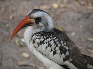 GAMBIA 2007 185