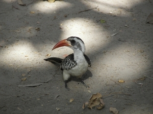 GAMBIA 2007 197