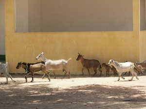 GAMBIA 2007 241