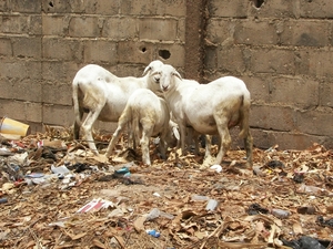 GAMBIA 2007 528