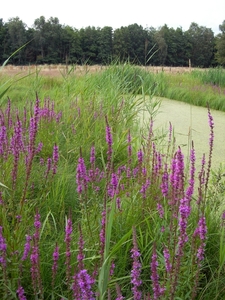 Olens broek