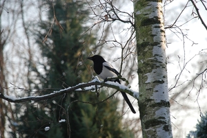 Ekster