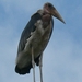 Uganda Maraboe