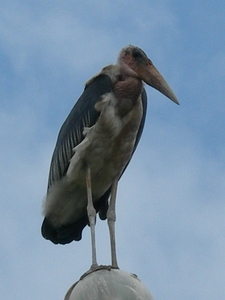 Uganda Maraboe