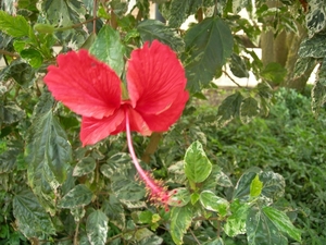 Uganda Hibiscusflower