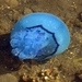 Blauwe kwal