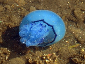 Blauwe kwal