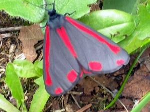 Vlinder