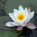 Waterlelie