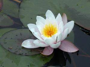 Waterlelie