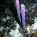 Bonaire