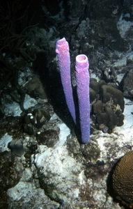 Bonaire