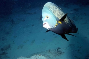 Bonaire