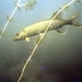 Snoek