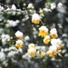 Lente