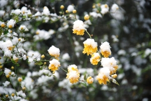 Lente