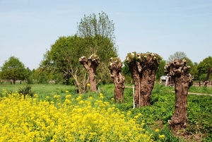 Springtime