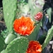 Cactusflower