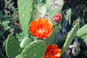 Cactusflower