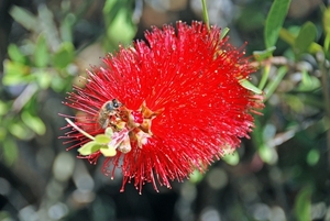 Natuur