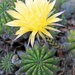 Cactusbloem