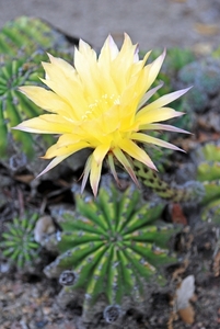 Cactusbloem
