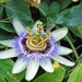 Passieflora