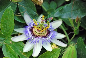 Passieflora