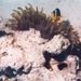 Red Sea