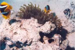 Red Sea