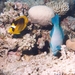 Red Sea
