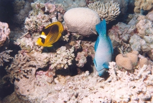 Red Sea