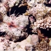 Lionfish