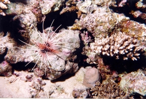 Lionfish