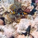 Red Sea