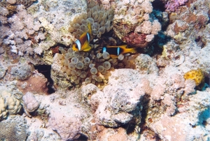 Red Sea