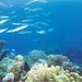Baracuda's