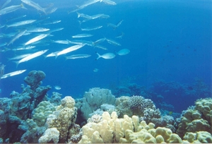 Baracuda's