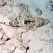 Krokodilvis